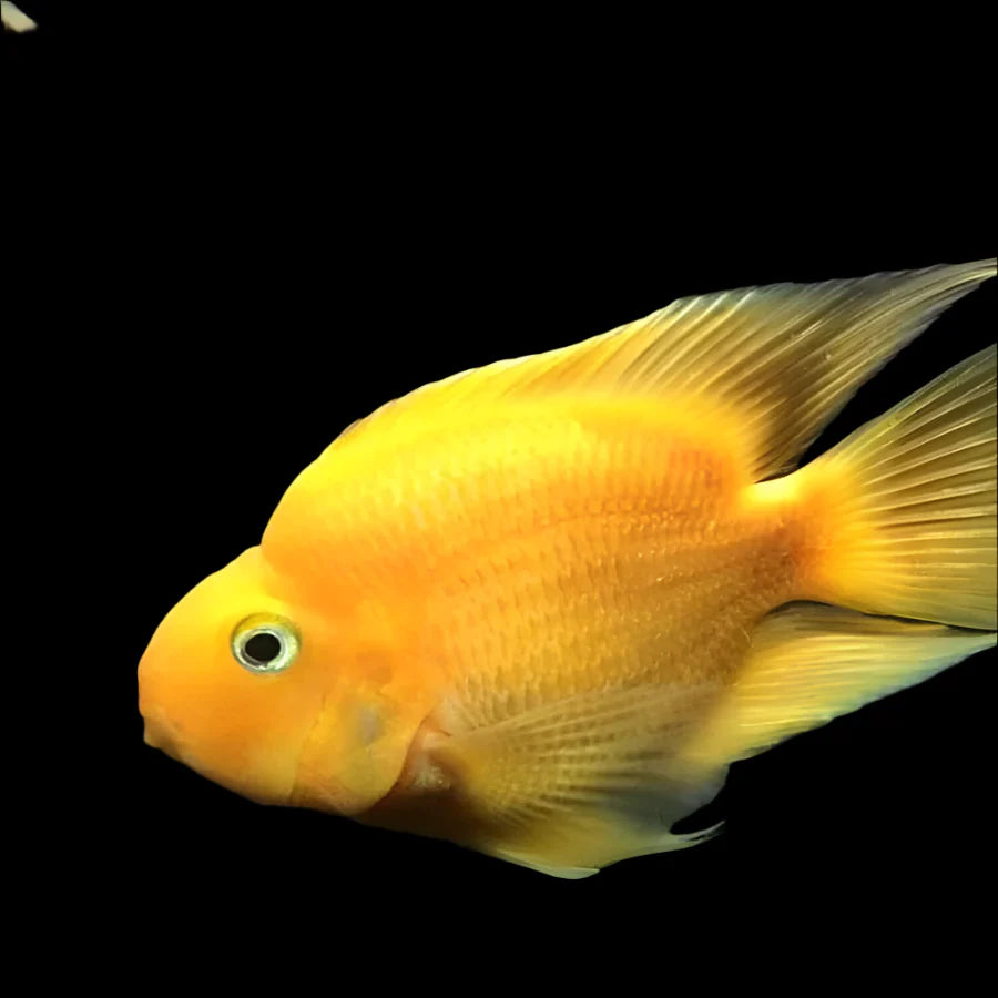 Yellow Parrot Fish 2.5’’ south america