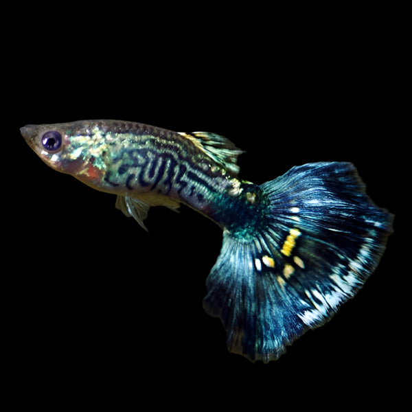 Blue Ray Male Guppy 3cm