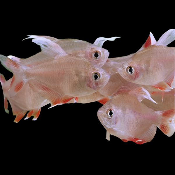 White Fin Rosy Tetra 3-4cm tetra fish