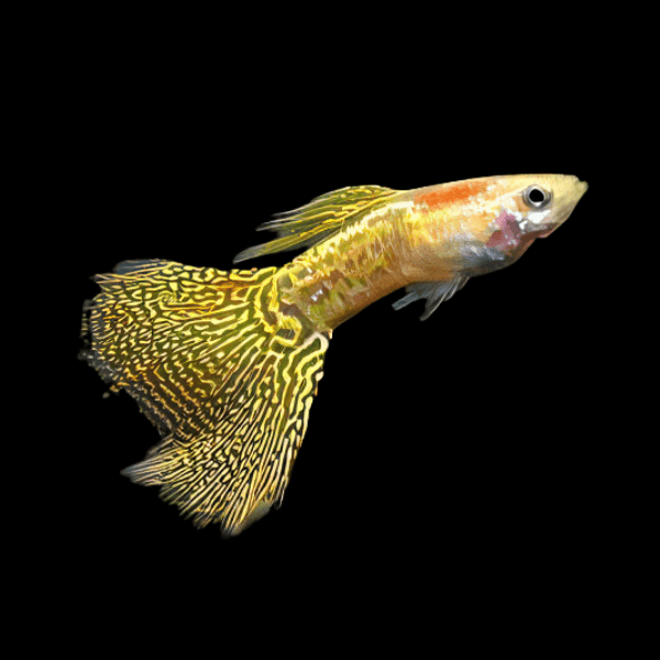 Yellow Golden Cobra Male Guppy 3.5cm