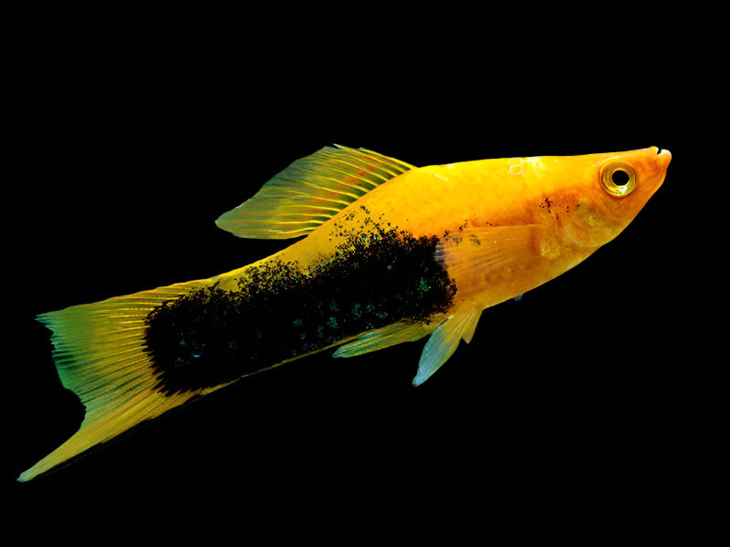 Yellow Tuxedo Swordtail 4cm - Tropical Supplies North East