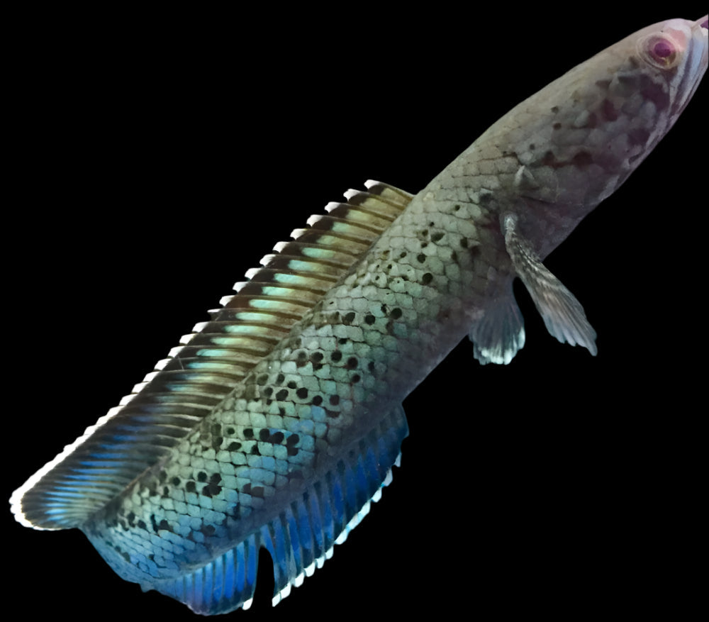 Meghalaya Leopard Snakehead 10cm