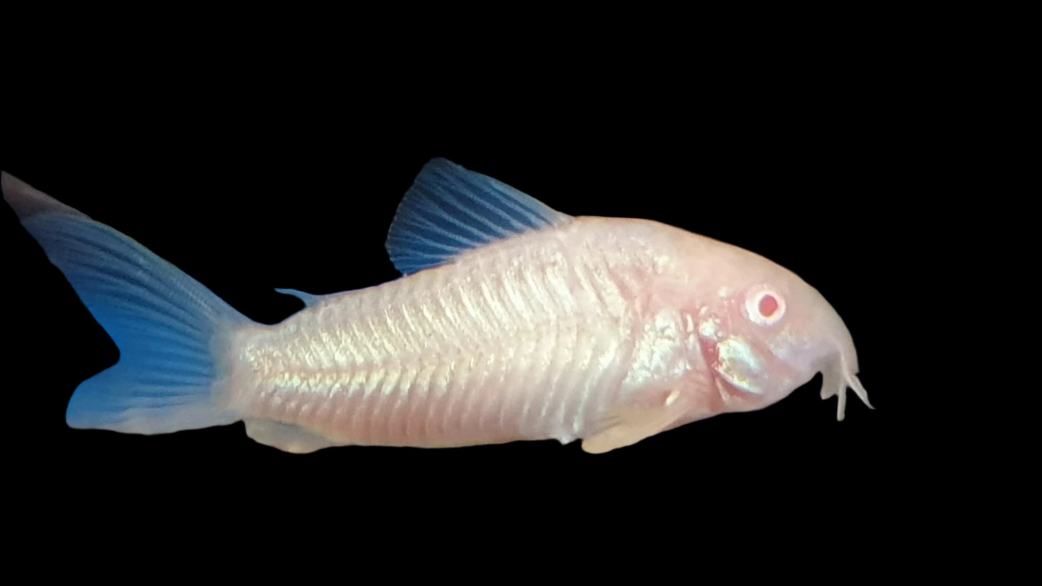 Albino Corydoras 3.5cm - Tropical Supplies North East