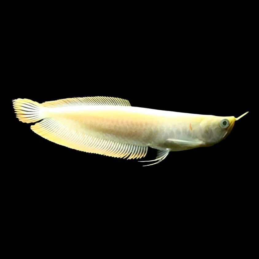 Albino Silver Arowana 8’’ odd