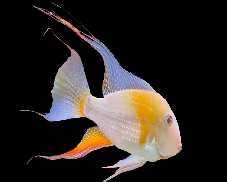 Albino Threadfin Acara 9cm