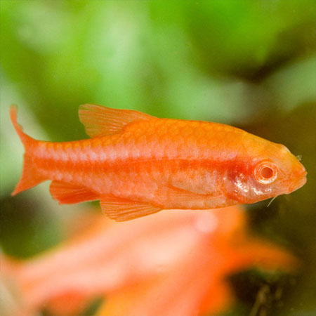 Albino Cherry Barb Male 3.5cm