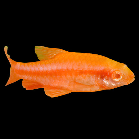 Albino Cherry Barb Male 3.5cm - Tropical Supplies North East