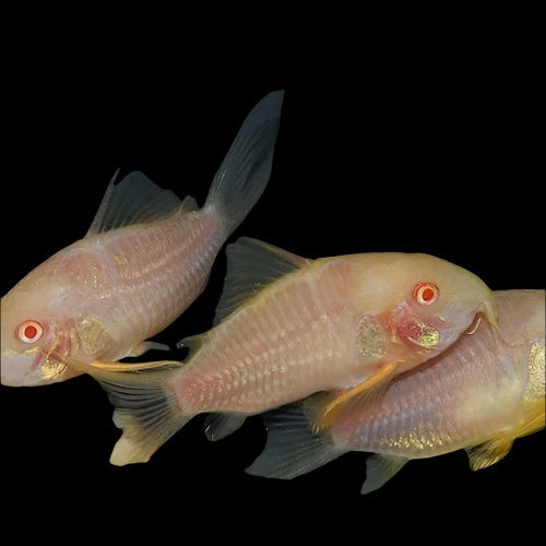 Albino Sterbai Corydoras 3cm - Tropical Supplies North East