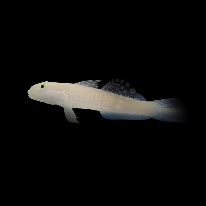 Chalk Goby SM