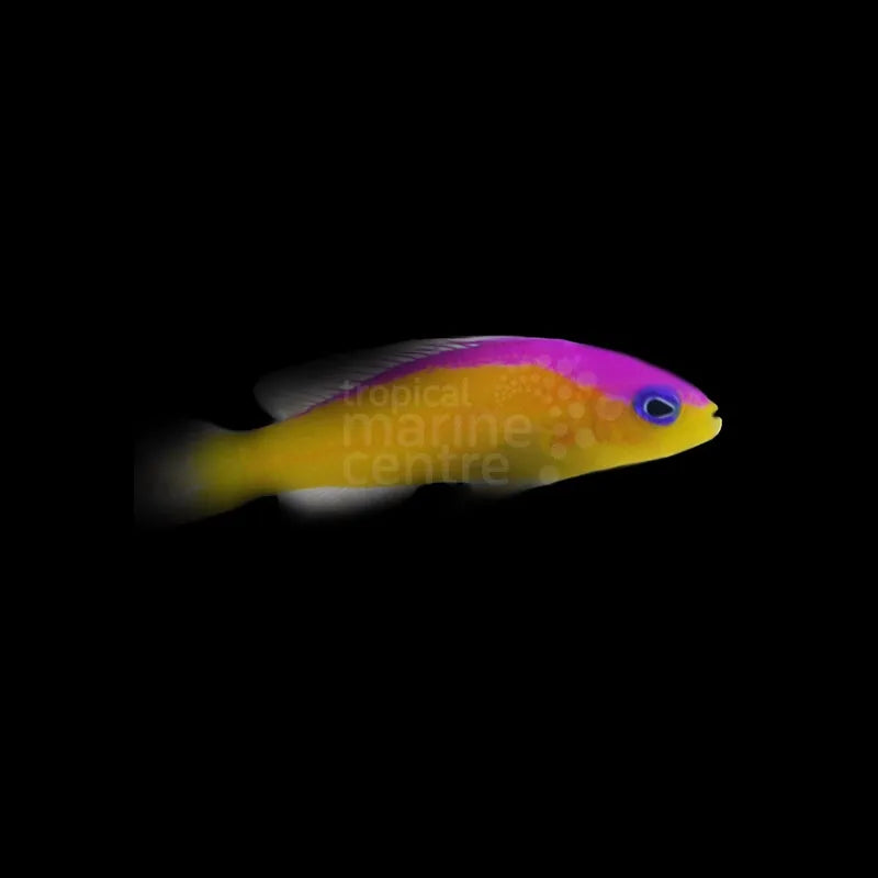 Flashback Pygmy Basslet ME