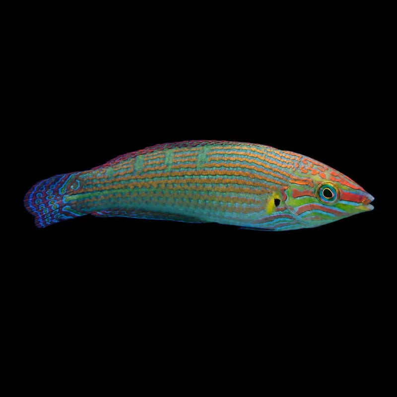 Pinktail Wrasse MED
