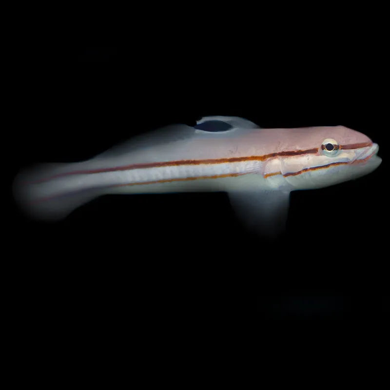 Jam Sandwich Goby MED