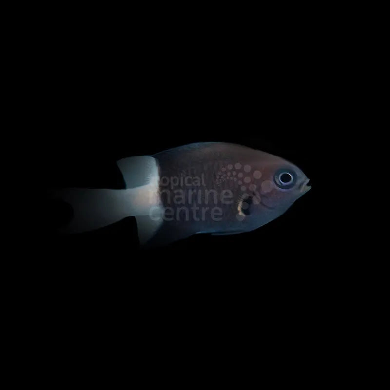 Bicolour Chromis MED