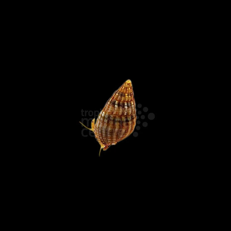 Nitrus Snail ME