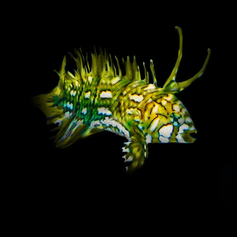 Dragon Wrasse SM