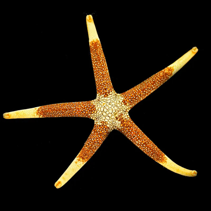 Goldtip Starfish