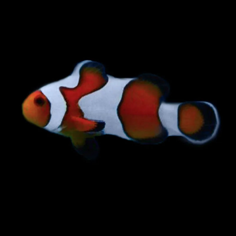 Tank Bred Gladiator Clownfish Pair