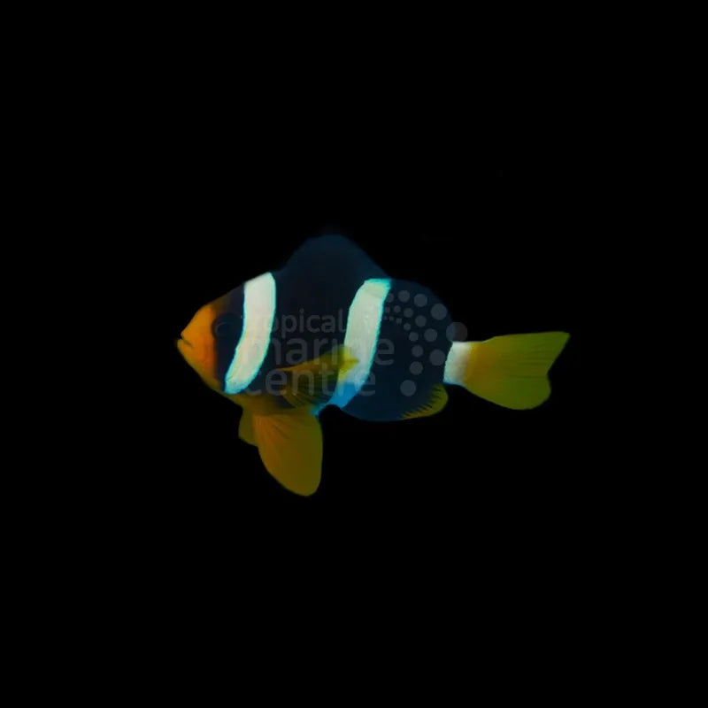 Clarki Clown - Maldive MED