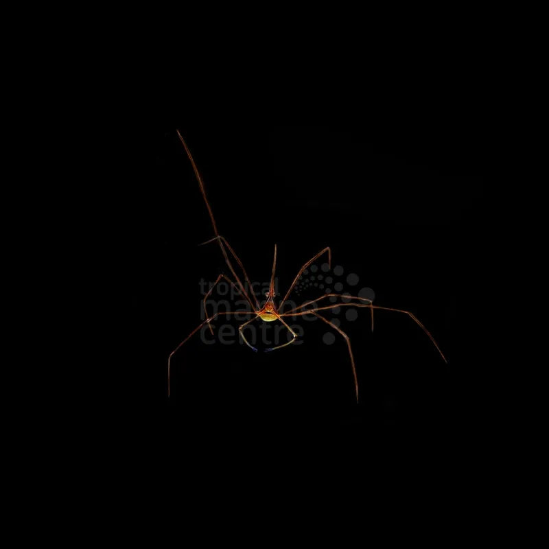 Arrowhead Crab ME