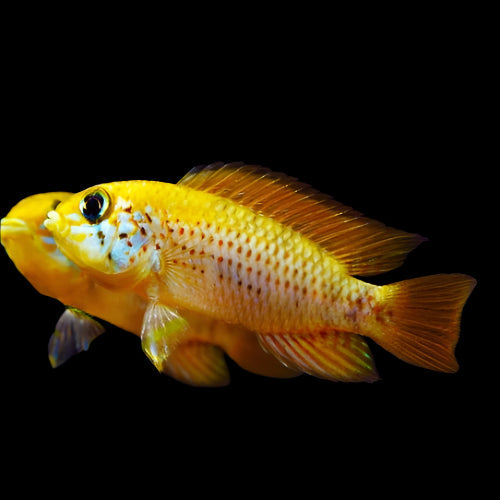 Apistogramma sp. Red Point Pair 3-4cm