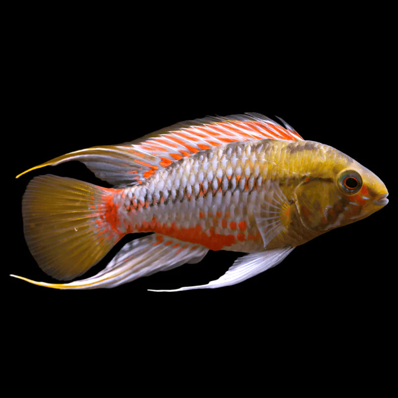 Apistogramma Hongsloi Pair 3-4cm south america