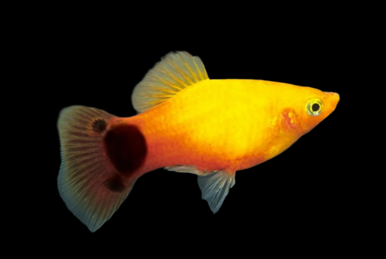 Yellow Mickey Mouse Platy 4cm