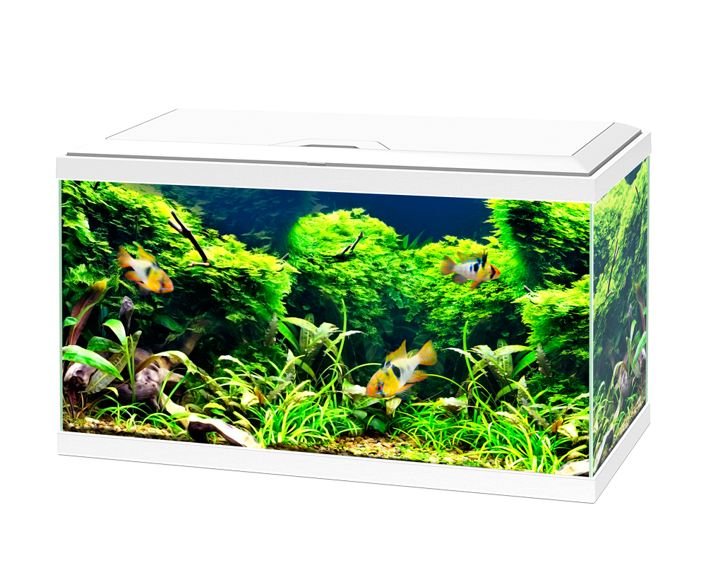 Ciano Aqua 60 Plus White - Tropical Supplies North East