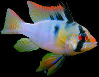 Asiat German Ram 3-4cm