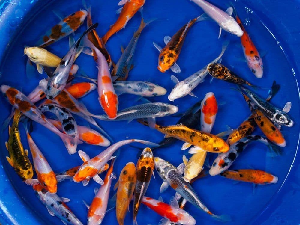Assorted Koi 3-4"