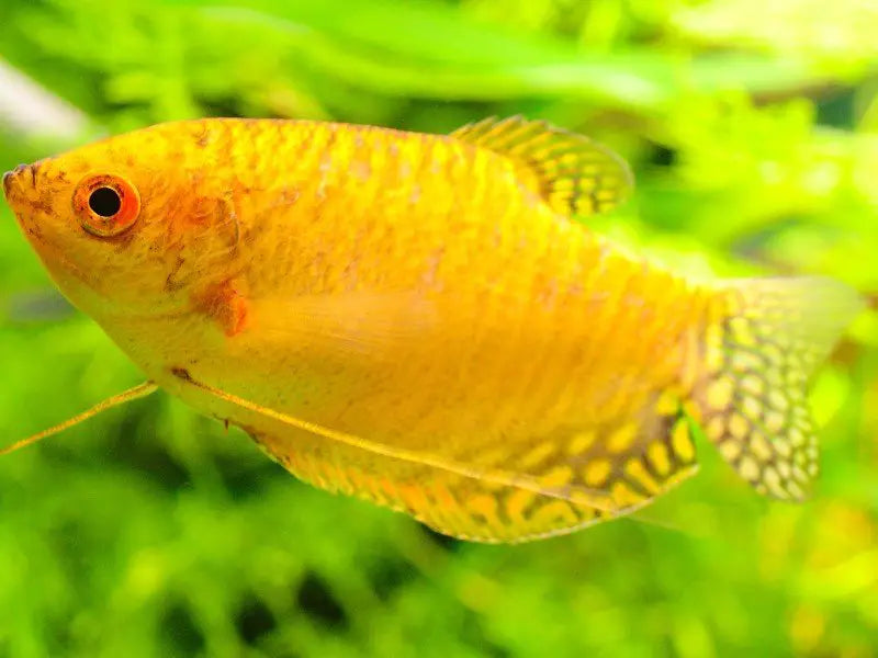 Golden Gourami 10-12cm