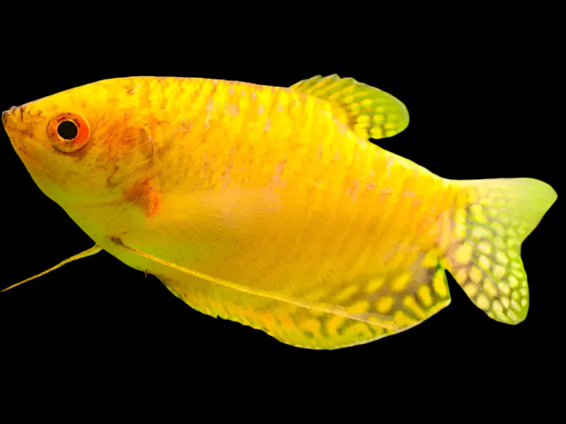 Golden Gourami 10-12cm - Tropical Supplies North East