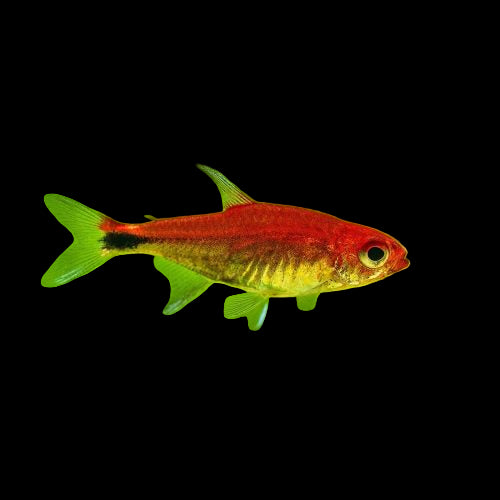 Ruby Tetra 2.5cm