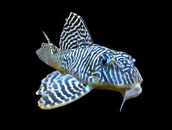 King Tiger L66 8-10cm - Tropical Supplies North East