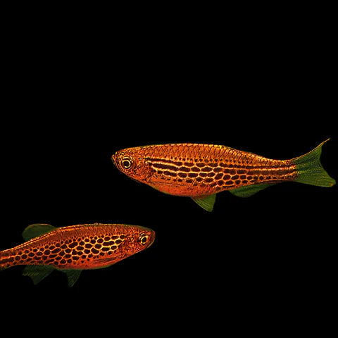 Fire Ring Danios 3cm rasboras