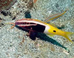 Bicolour Goat Fish MED