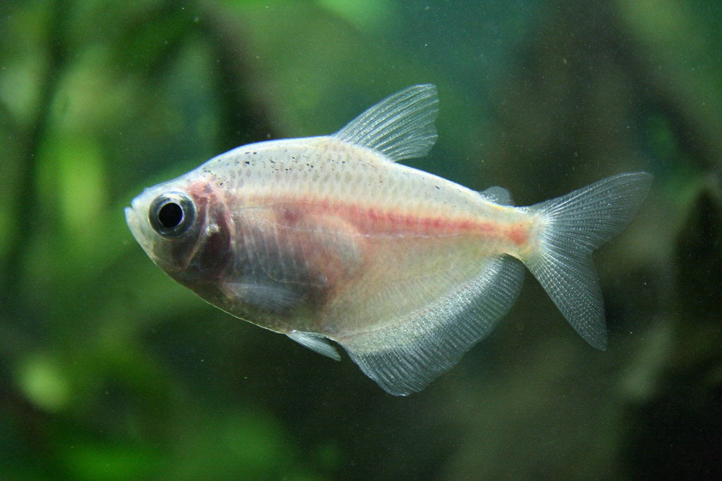 White Widow Tetra 4cm