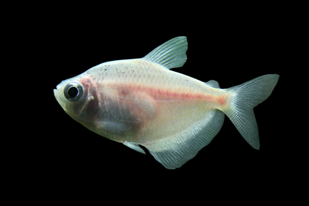 White Widow Tetra 4cm - Tropical Supplies North East