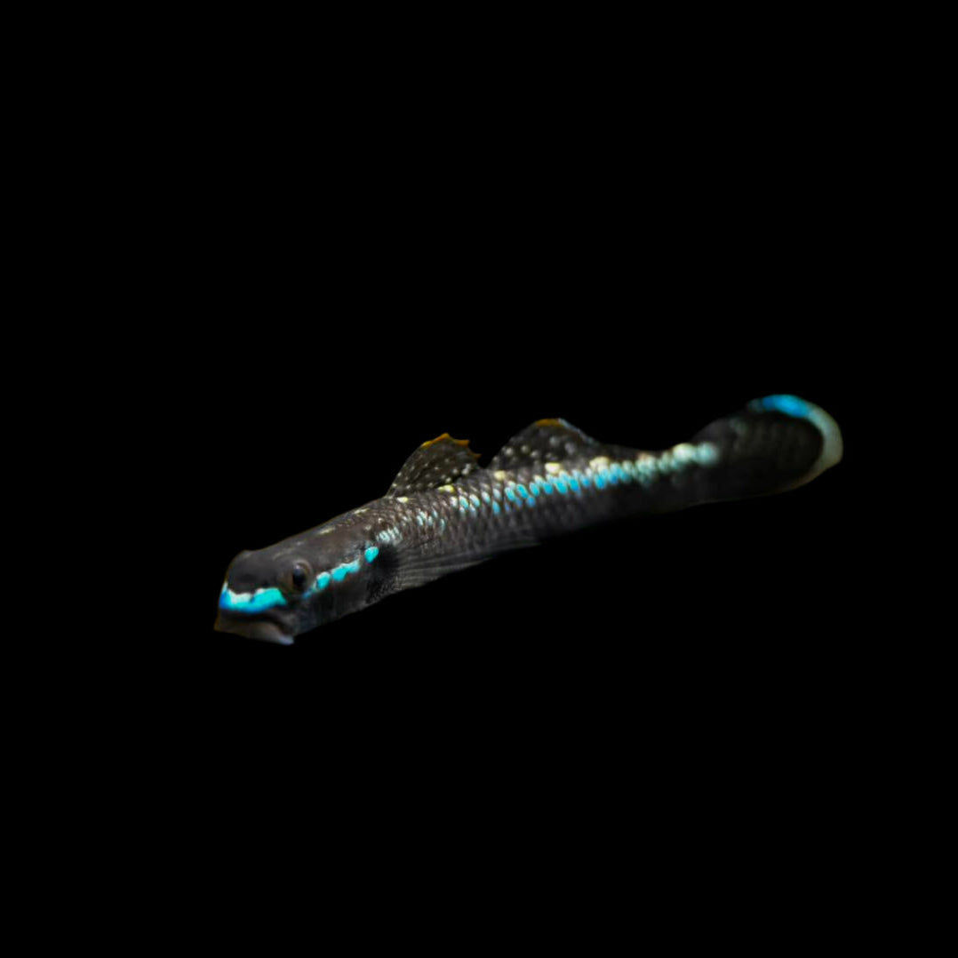 Black Kumpay Goby 5cm