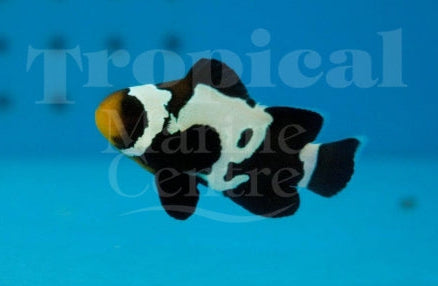 Black Ice Snowflake Clownfish – Tank Bred Pair MED