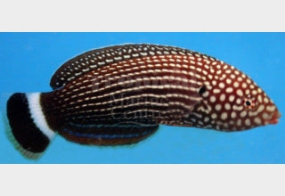 Black Tail Wrasse MED