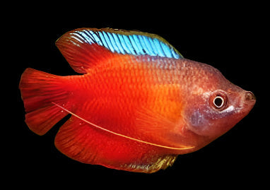 Blood Red Dwarf Gourami 4.5cm - Tropical Supplies North East