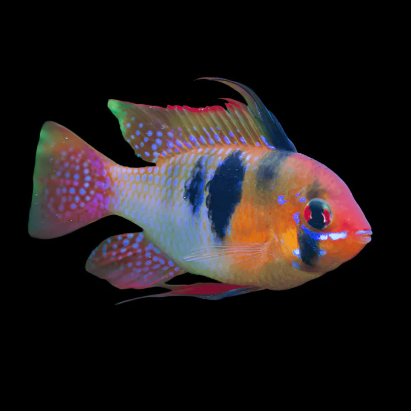 Orinoco Ram 4cm south america