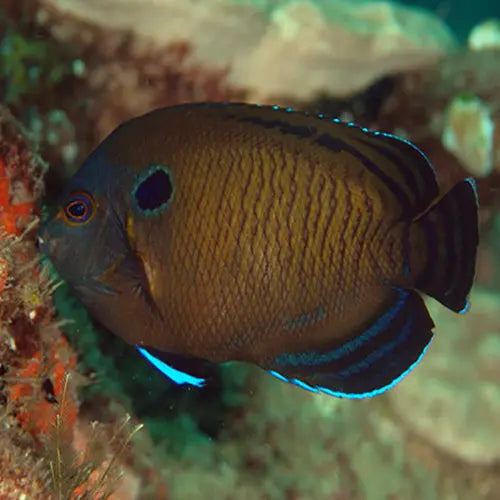 Bluefin Angel MED
