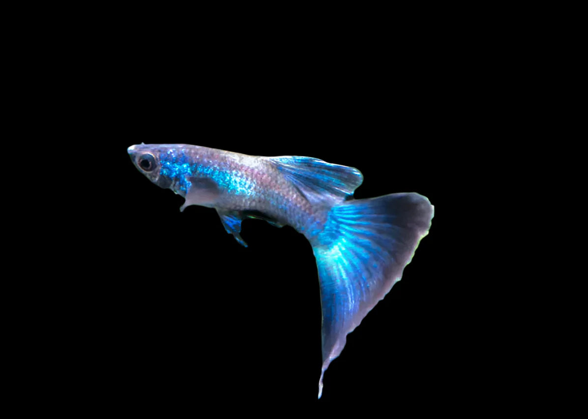 Blue Moscow Male Guppy 3.5cm livebearer