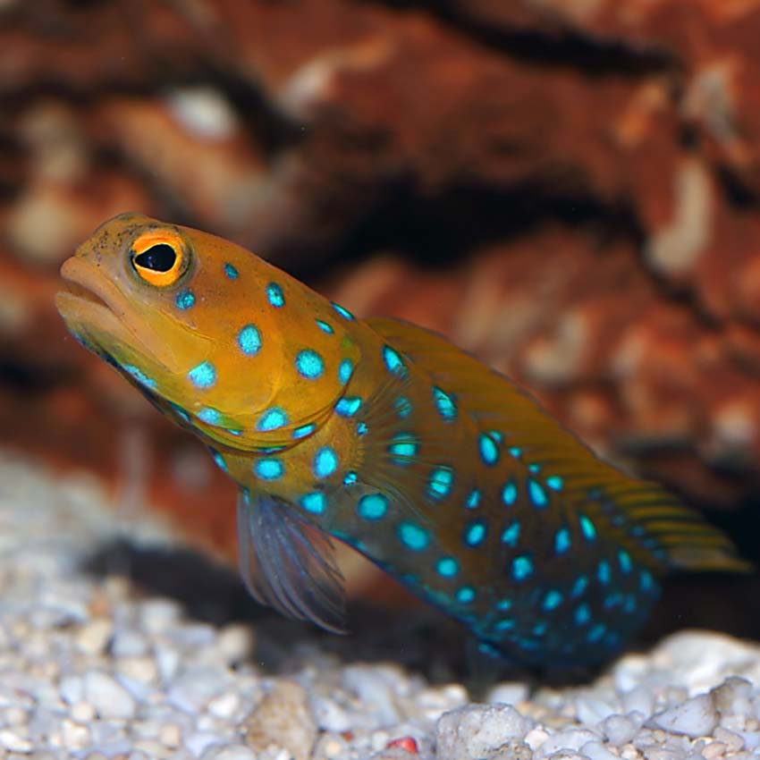 Blue Dot Jawfish MED