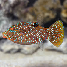 Blue Spot Pufferfish MED