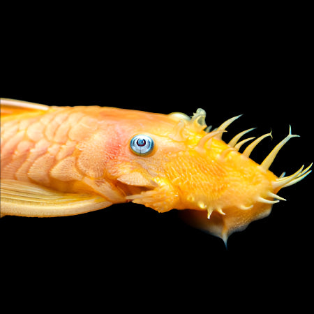 L144 Lemon Blue Eye Bristlenose 4-6cm