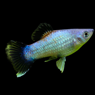 Neon Blue Wagtail Platy 3.5cm - Tropical Supplies North East