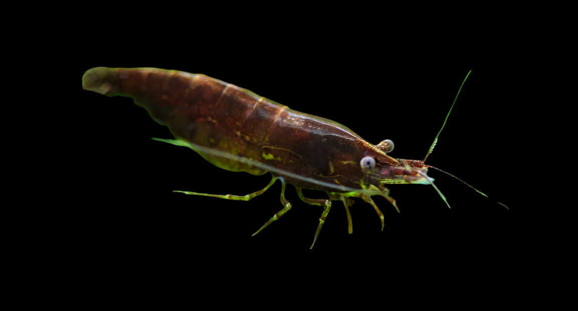Chocolate Shrimp 1.5cm - Tropical Supplies North East