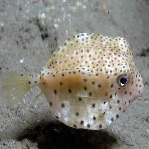 Common Boxfish MED